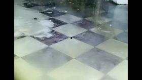 小青蛙搭讪在线视频,一场跨越屏幕的浪漫邂逅