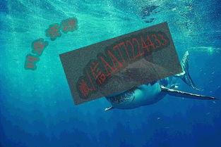 日本爱情百度云,浪漫邂逅，云端见证